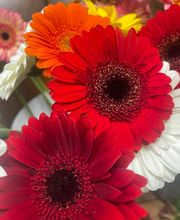 LA ROSA DI ROSSA image 16