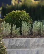 Ammann Gartenbau AG Bild 7