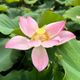 Lotus Thaimassage (women only)