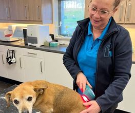Dierenartsenpraktijk Danswijk afbeelding 9