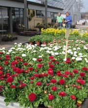 Grün Schaffhausen Bild 2