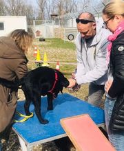 Hundeschule Wauschlau München Praktisches Hundetraining zur Gewöhnung an neue Untergründe, begleitet von Haltern und Trainer Hans Brings zur sicheren Stressbewältigung.