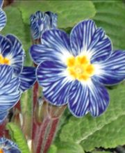 Blumen Wendler Lauf Bild 5