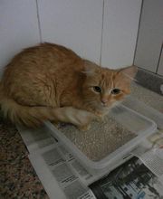 zona-animal-gato-05.jpg