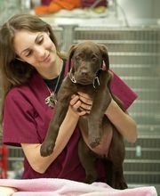 Sangaree Animal Hospital at Cane Bay image 11