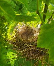 Champagne Petit-Triolet image 10