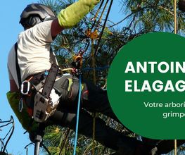 Antoine élagage image 1