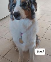 Elevage des Bois de Loge Borgne image 3