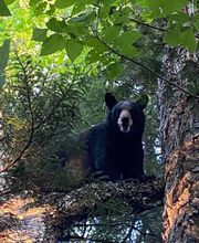 Sunrise Ridge Guide Service and Sporting Camps image 4