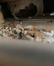 Action 3D Nuisibles image 16