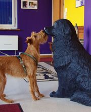 Tierarztpraxis rundumXund Bild 4