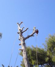 Arbre Oxygène SAS image 10