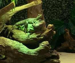 Reptiland image 20
