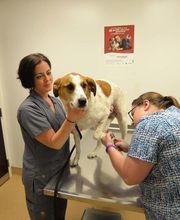 Archer Veterinary Clinic image 9