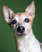 DOA dierenasiel afbeelding 2