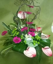 Gallery Cliente