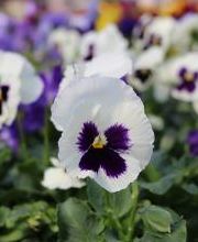 Breshear's Nursery & Greenhouse image 2