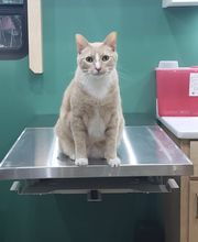 Ormond Beach Family Vet image 19
