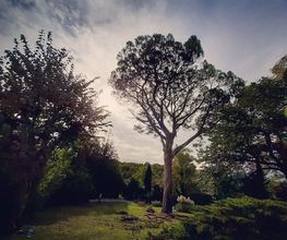 L'Arbre Remarquable image 10