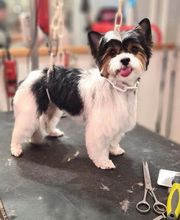 A Fleur De Chiens image 10