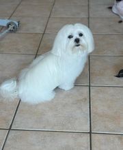 Au Chien Chic image 7