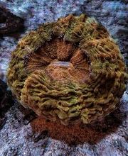 Aqua-Matrix Corals GmbH Bild 15