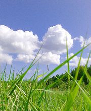 Van biomassa naar bio-energie