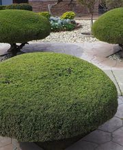 FLORESCENCE image 10