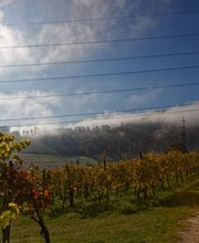 Weinbau Leuengrund - Schneider Weine Bild 12