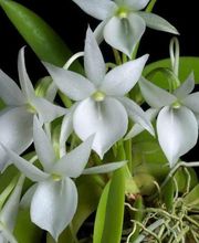 Orchidable di Andrea Martina Bild 13