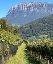 Siteofwine immagine 1