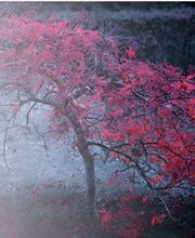 Psicologa y Coach Ana Olives. Santa Cruz de Tenerife. imagen 1