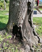 Henzelmann's Baumpflege AG Bild 4