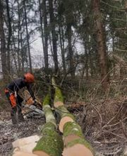 Treevarna Baumpflege München Bild 14