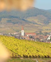 Colon Pierre SCEA image 13