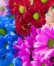 PFLANZEN - Hier klicken!