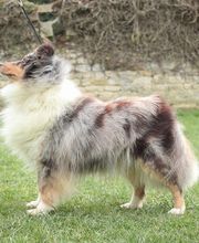 Nicolas Alexandra image 5