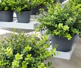 F&F Haus und Gartenservice Bild 2