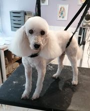 L'Espace Canin image 8