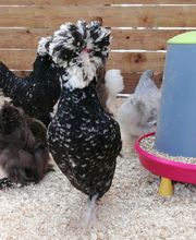 Gamm Vert Marans image 11