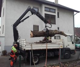 Daniels Baum- & Gartenservice Bild 15