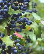 Satsop Landscaping & Nursery image 14