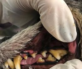 Hundesalon Farah Bild 1