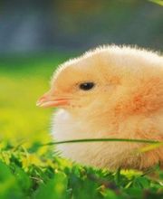 Les Poussins De Guin Roche image 1