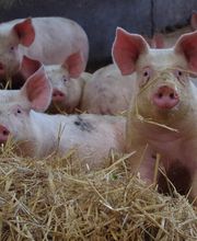 Groupement Des Fermiers D'Argoat image 7