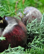 Zimmermann Flaach AG Blumen & Gartenbau Bild 8