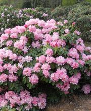 Les Pépinières de Kerfandol image 9