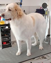 Toiletteur Zencani'cat image 1