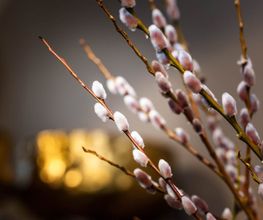 Blumensaison Bild 12