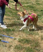 Hundeschule Thea Grothe Bild 7